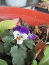 BIMG_6037