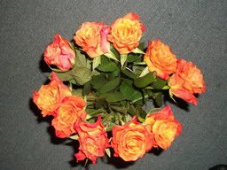 DSCF0003