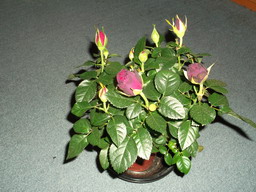 DSCF0006