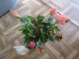 DSCF0144