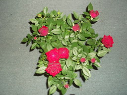 DSCF0169