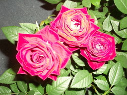 DSCF0171