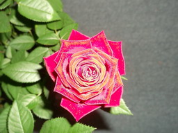 DSCF0172