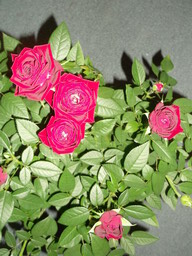DSCF0173