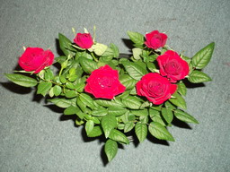 DSCF0291