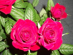DSCF0292