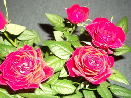DSCF0293