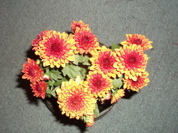 DSCF0294