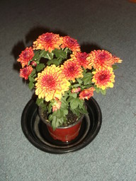 DSCF0295