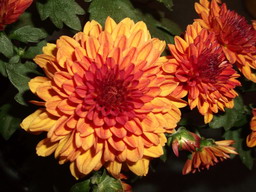 DSCF0296