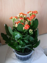 DSCF0304