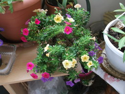 DSCF0342