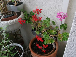 DSCF0343