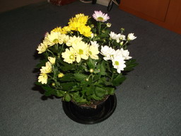 DSCF0367