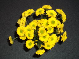 DSCF0368