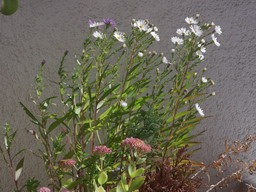 DSCF0440
