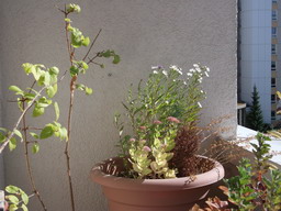 DSCF0441