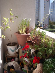 DSCF0442