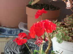 DSCF0443