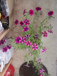 DSCF0444