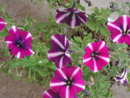DSCF0445