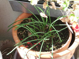 DSCF0446