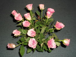 DSCF0451