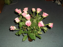 DSCF0452