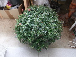 DSCF0533