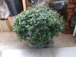 DSCF0534
