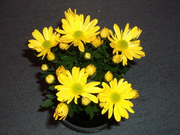 DSCF0539