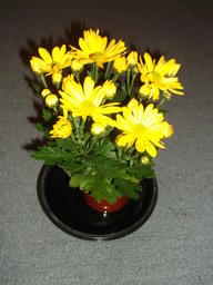 DSCF0540