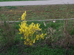 DSCF1414