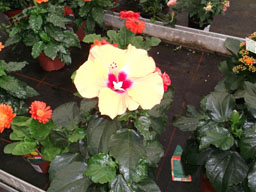 DSCF1433