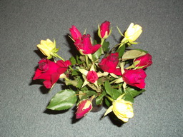 DSCF1495