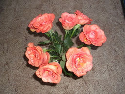 DSCF1584