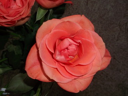 DSCF1585