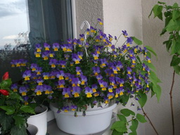 DSCF1587