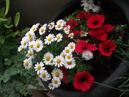 DSCF1588