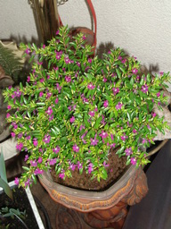 DSCF1592