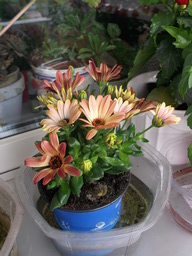 DSCF1603