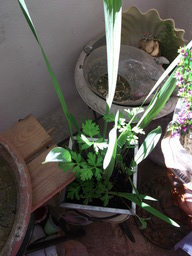 DSCF1632