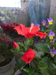 DSCF1633