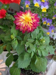 DSCF1634