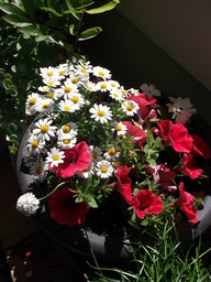 DSCF1636