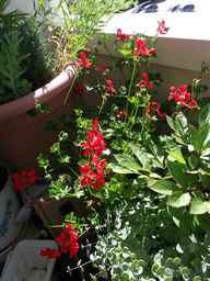 DSCF1637