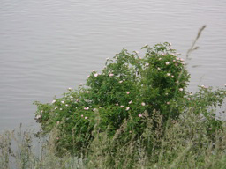 DSCF1766