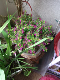 DSCF1804