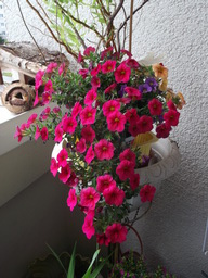 DSCF1805