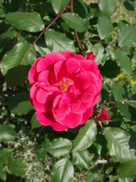 DSCF1827